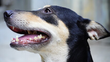 Close up face of street dog