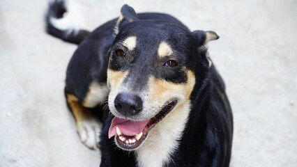 Close up face of street dog