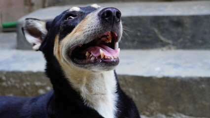 Close up face of street dog