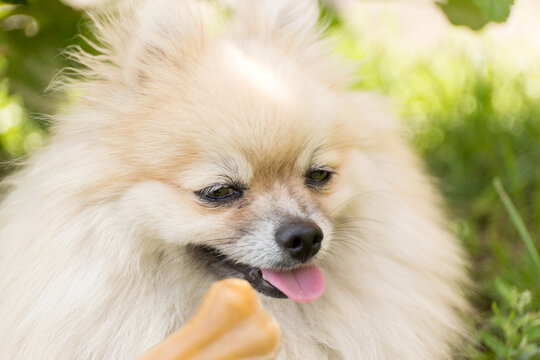 Treats For Animals. Picky Dog Refuses To Eat. Bone On Blur Background.