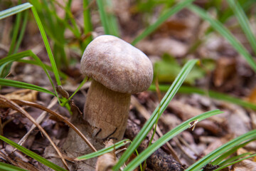 Boletus mushroom in the wild. Porcini mushroom grows on the forest floor at autumn season..