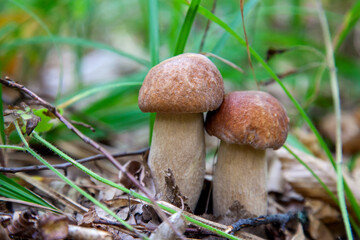 Mushroom family of boletus mushroom in the wild. Porcini mushroom grows on the forest floor at autumn season..