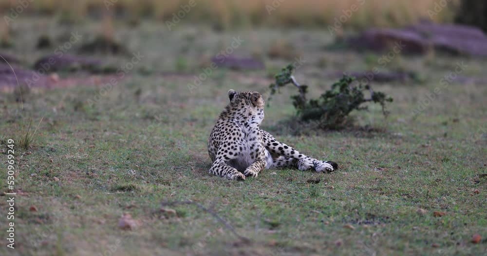 Canvas Prints a cheetah is resting in the savannah