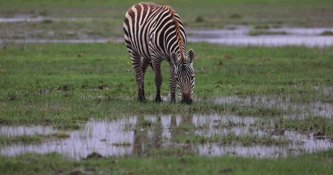 A zebra eats grass in the savannah