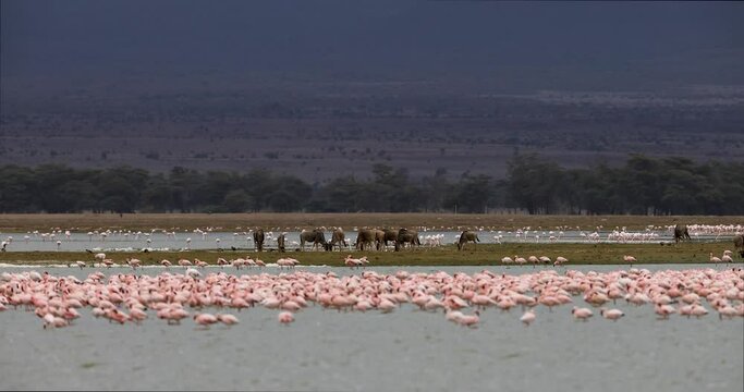 Several flamingos seek food in the lakes of Amboseli