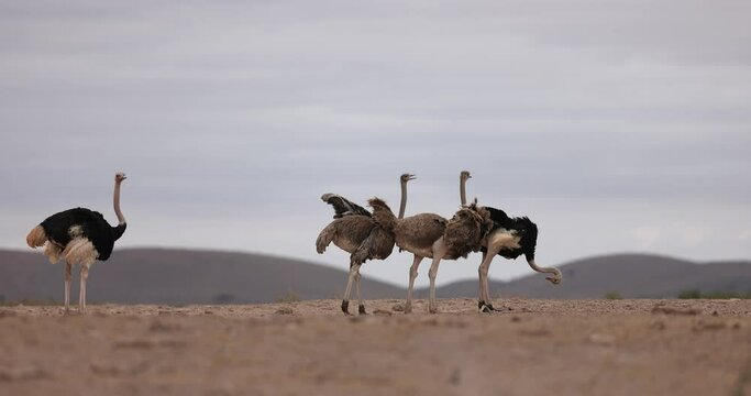 Several ostriches walking in the savannah