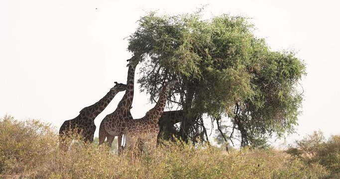 A Giraffe Family Searches For Food In The Savannah