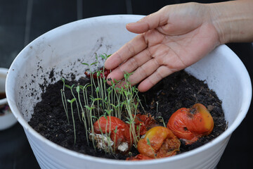 tomato nursery. woman doing tomato seeding from seed in white pot. Greenhouse plants. Organic Tomato Growing