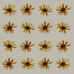 Pattern from dried pressed flowers beige background. Botanical Elements for scrapbooking or decoration art.