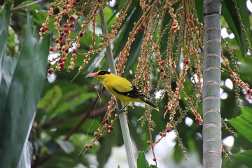 Fototapeta premium Black naped Oriole