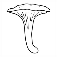 Illustration of chanterelle mushrooms, vector doodle illustration. Healthy organic food, vegetarian food fresh mushrooms isolated on white background