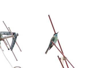 Blue Throated Bee eater
