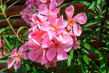 Close up of delicate pink flowers of Nerium oleander and green leaves in a exotic garden in a sunny summer day, beautiful outdoor floral background photographed with soft focus.