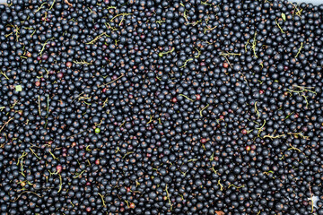 Large harvest of organic grown Blackcurrant or cassis fruits in a basket displayed for sale at a street food market, beautiful monochrome background of healthy food.