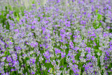 Naklejka premium Many small blue lavender flowers in a garden in a sunny summer day photographed with selective focus, beautiful outdoor floral background.