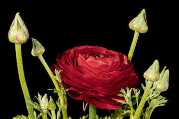 A single red ranunculus flower with emerging buds on a  black background