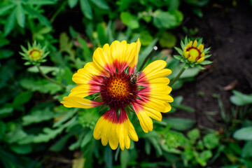 One vivid yellow and orange Gaillardia flower, common known as blanket flower,  and blurred green leaves in soft focus, in a garden in a sunny summer day, beautiful outdoor floral background