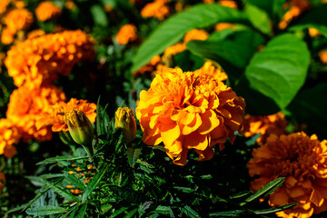 One vivid tagete or African marigold flower in a a garden in a sunny summer garden, textured floral background photographed with soft focus.