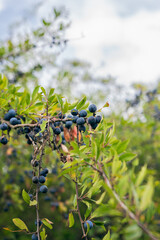 Wild blackthorn bushes (lac.Prunus Spinosa)