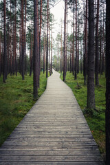 A wooden walking path in the nature reserve 