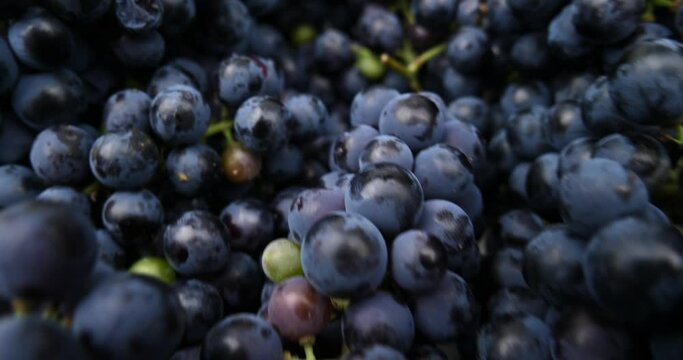 blue fresh wine harvest grapes . High quality 4k footage