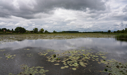 overgrown lake with white lilies and beautiful storm clouds