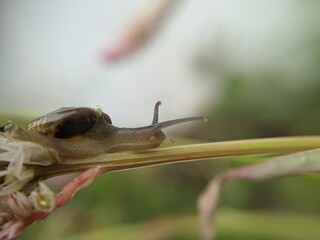 Snail garden on twig in the morning, macro photography, extreme close up