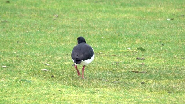 Australia Pied Oystercatcher eating grubs that it finds in the grass