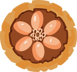 Top view cacao fruit icon cartoon vector. Cocoa bean. Powder organic