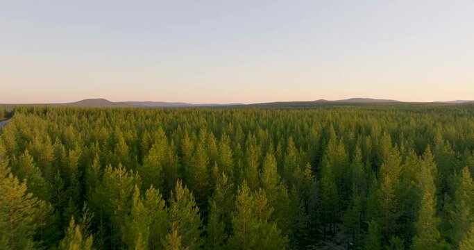 Aerial View Of Lush Green Spruce Forest With Midnight Sky In Lapland, Sweden.