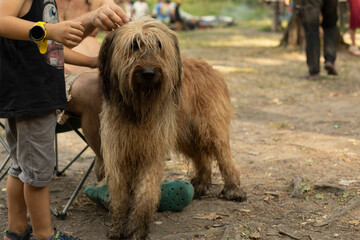 Furry dog. Pet in park. Walking large dog.