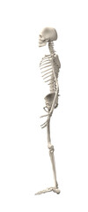 3d renderings of human skeleton