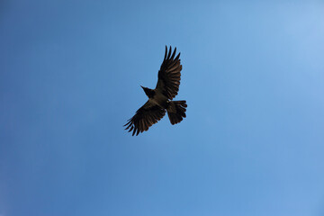 Wings of raven. Flight of black bird. Black raven against sky.