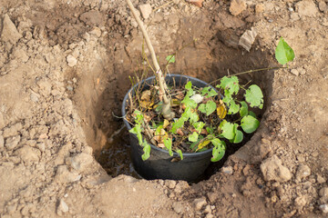 Hedgehog with tree in pot. Planting plant in ground. Details of gardener's work.