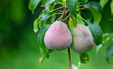Ripe pears on the branches of a tree.