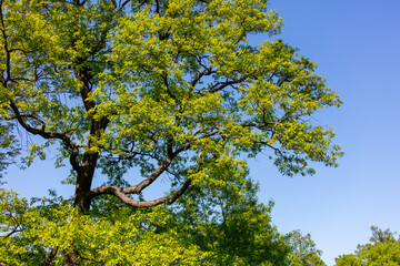 Obraz premium Green leaves on the trees in the park. Nature