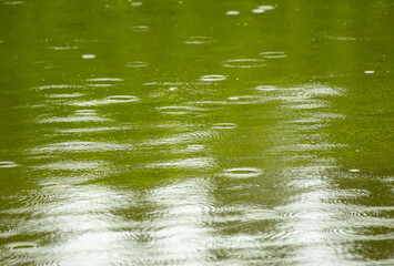 Raindrops on the surface of the water in the pond.