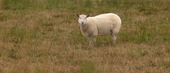 Sheep at the local farm. A group of sheep on a pasture. A small herd of sheep in a summer meadow