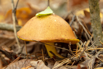 Oiler mushroom on the ground in the forest in autumn.