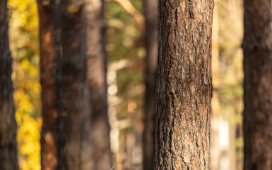 Trees in the forest in autumn.