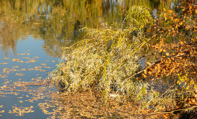 Trees by the pond in autumn.