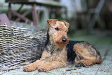 Portrait of a cute female Welsh Terrier hunting dog, posing lying down in a vintage barn and looking towards the camera.