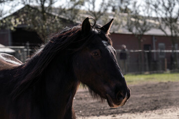 black horse on a pasture