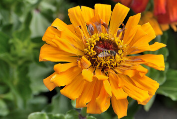 A wasp collects nectar from a garden flower on an autumn day
