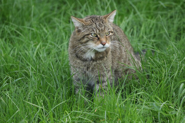 Naklejka na ściany i meble A Wildcat, Felis silvestiris, standing in the grass.
