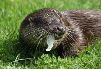 A head shot of a European Otter, Lutra lutra, on the bank of a lake at a wildlife conservation center.