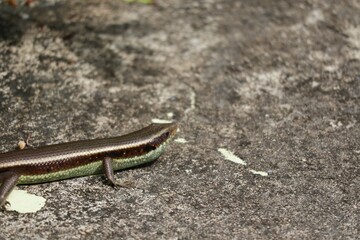 lizard on the stone