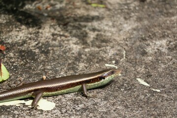 lizard on the stone