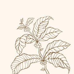 Hand drawn coffee branch. Coffee tree vector. Branch with leaves. vector illustration of coffee branch. Coffee plant. Coffee plant branch with leaf. Coffee beans and leaves. Branch of a plant.
