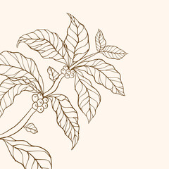  Coffee plant branch with leaf. Coffee beans and leaves. Coffee plant. Hand drawn coffee branch. Coffee tree vector. Branch with leaves. vector illustration of coffee branch.